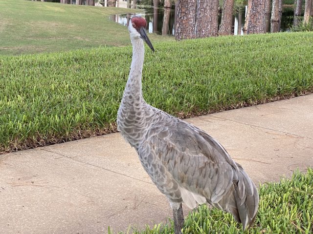 Bird by sidewalk
