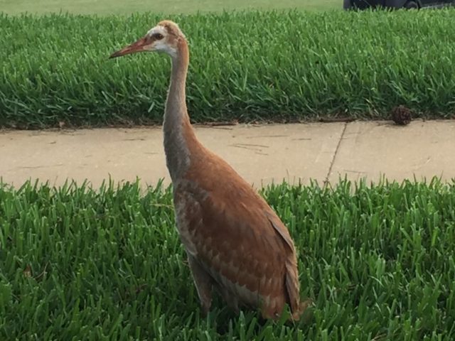 Bird on Grass