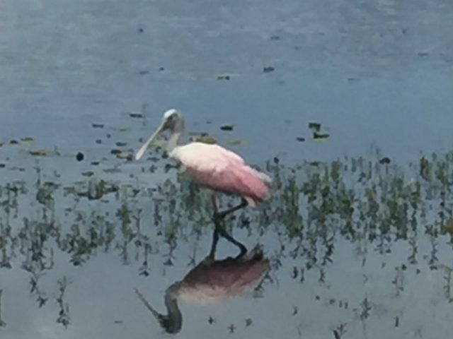 Bird in Pond
