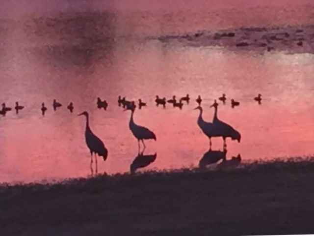 Birds by pond